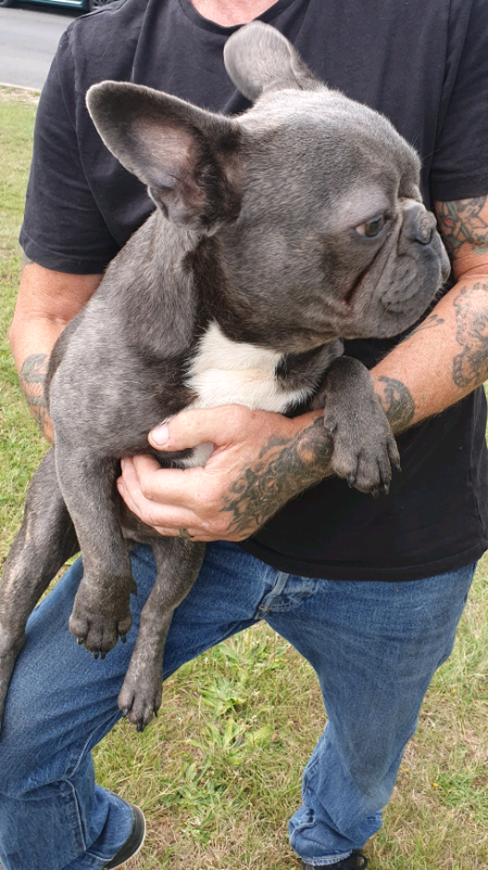 blue brindle french bulldog price